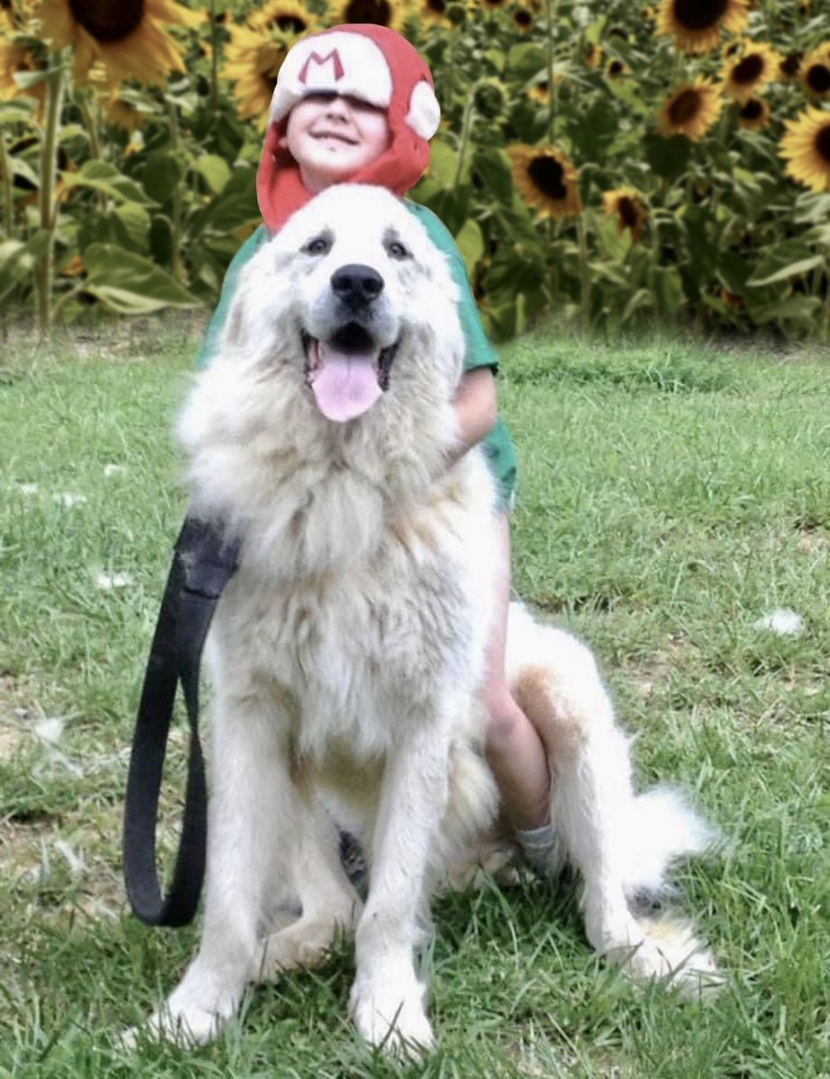 ItsMeAmber_E's tweet photo. Yesterday, we made the heartbreaking decision to say goodbye to our feeble old man. It won’t be the same around here without him, but he was letting us know it was time to help him go peacefully. He left a big ol’ paw print in all of our hearts &amp; will be missed so very much. 🐾💙 https://t.co/iuP2gRNInm
