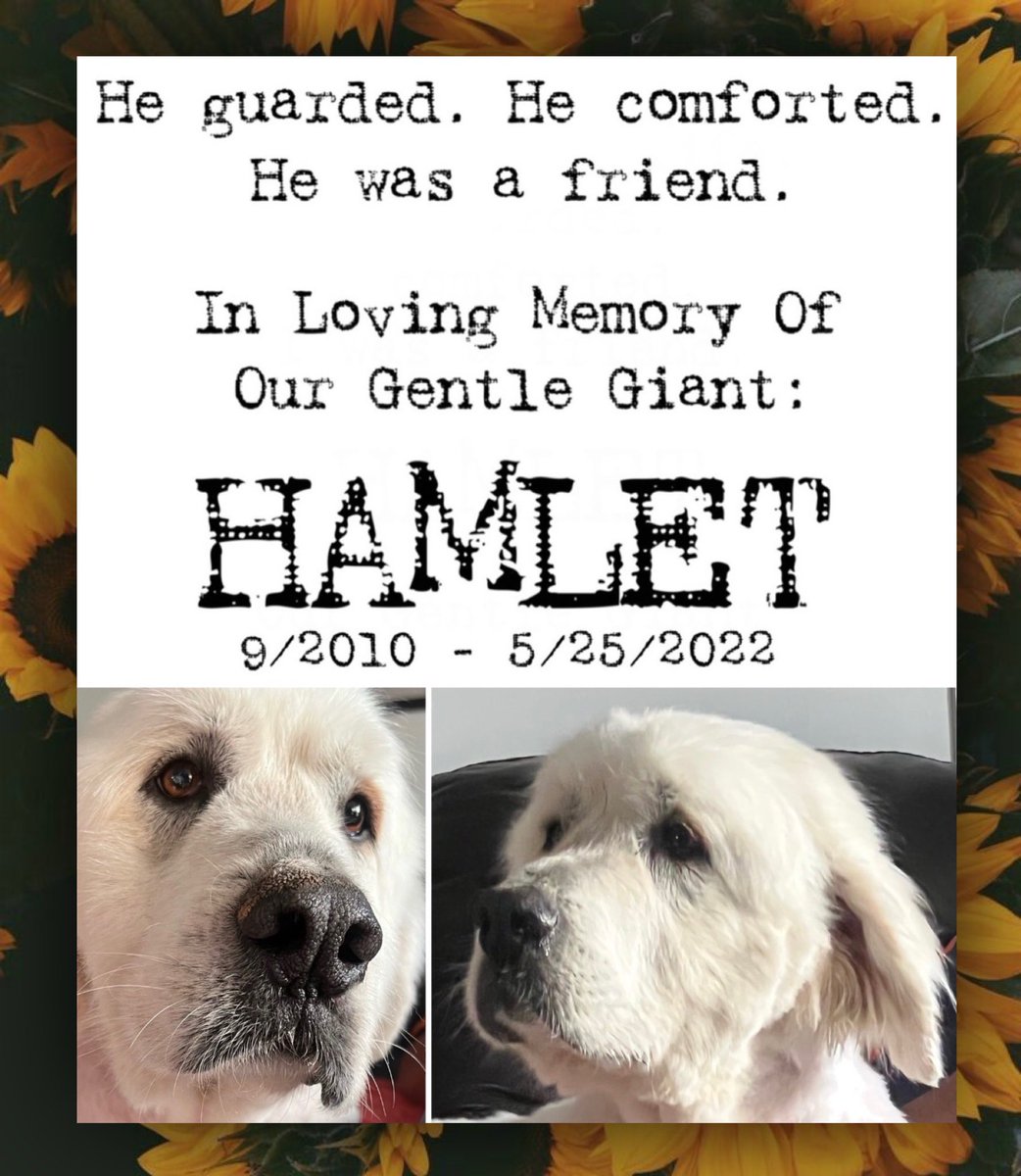 ItsMeAmber_E's tweet photo. Yesterday, we made the heartbreaking decision to say goodbye to our feeble old man. It won’t be the same around here without him, but he was letting us know it was time to help him go peacefully. He left a big ol’ paw print in all of our hearts &amp; will be missed so very much. 🐾💙 https://t.co/iuP2gRNInm