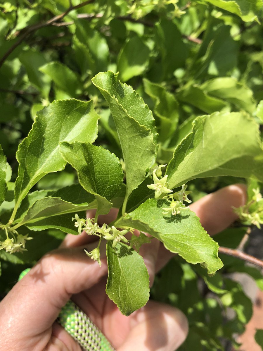 MartineBotany's tweet photo. You know you’re in Connecticut when….
#Celastrus orbiculatus, the true state flower. https://t.co/feeHcNpAdl