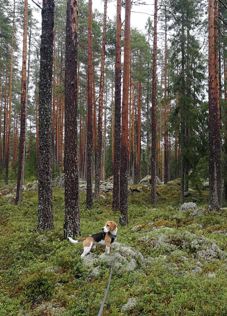 Tämä on suomalainen #talousmetsä. Ei minulla muuta. #metsätalous