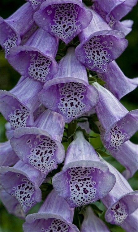 lavieestbelIe's tweet photo. Foxgloves https://t.co/565ETosbSE