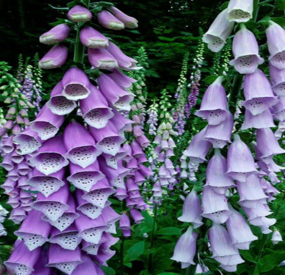 lavieestbelIe's tweet photo. Foxgloves https://t.co/565ETosbSE