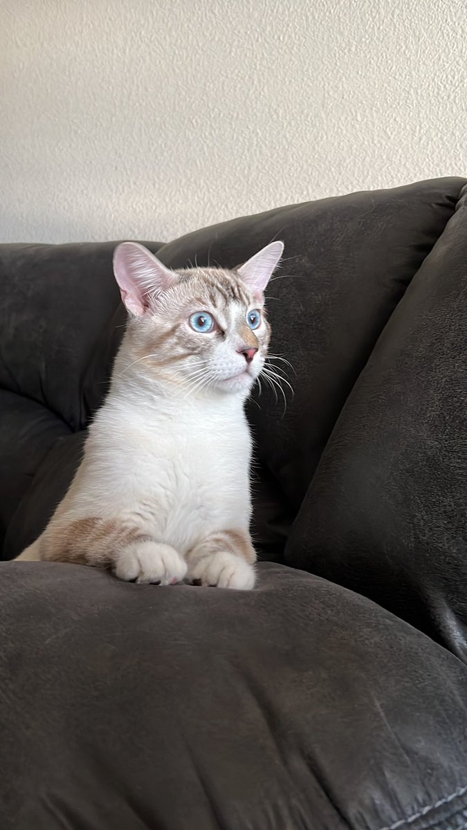 killua loves people watching out the window lol