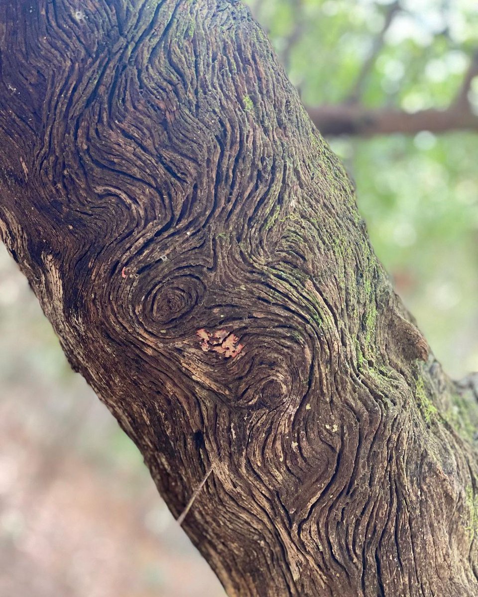FLStateParksFdn's tweet photo. The devil is in the details!
IG: @champangechels
At Ross Prairie Trailhead & Campground
#FloridaStateParks #FloridaStateParksFoundation #FlStateParksFdn #ExploreFLParks #TheRealFlorida #UnlockFlorida #ExploreFlorida #Tree https://t.co/xwWI7ZQnrc