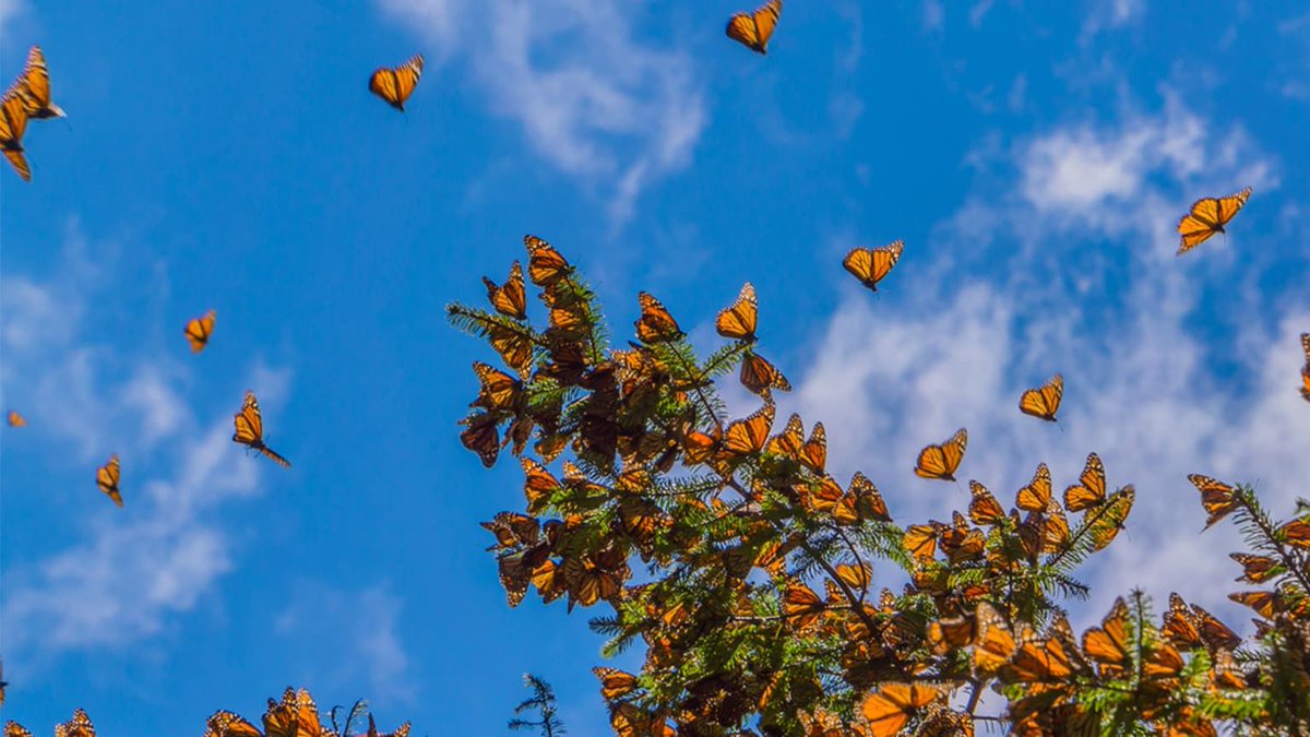 squidbooks's tweet photo. Monarch butterfly🦋 populations have decreased over the past few decades. How do you think human activities have contributed to their decline❓

Find out more: https://t.co/yzcQEa9mNb https://t.co/D2pcocIi3a