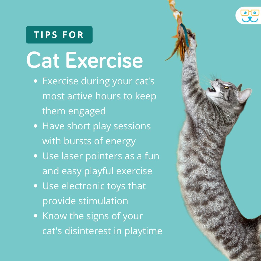 Did you know that an estimated 57% of cats in the U.S are considered overweight or obese? That's why exercise is just as important for your cat as it is for any other pet!