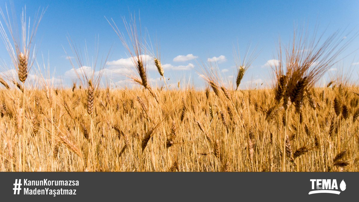 Peki ya olmazsa? O zaman ne yaparız hiç düşündünüz mü? #KanunKorumazsaMadenYasatmaz