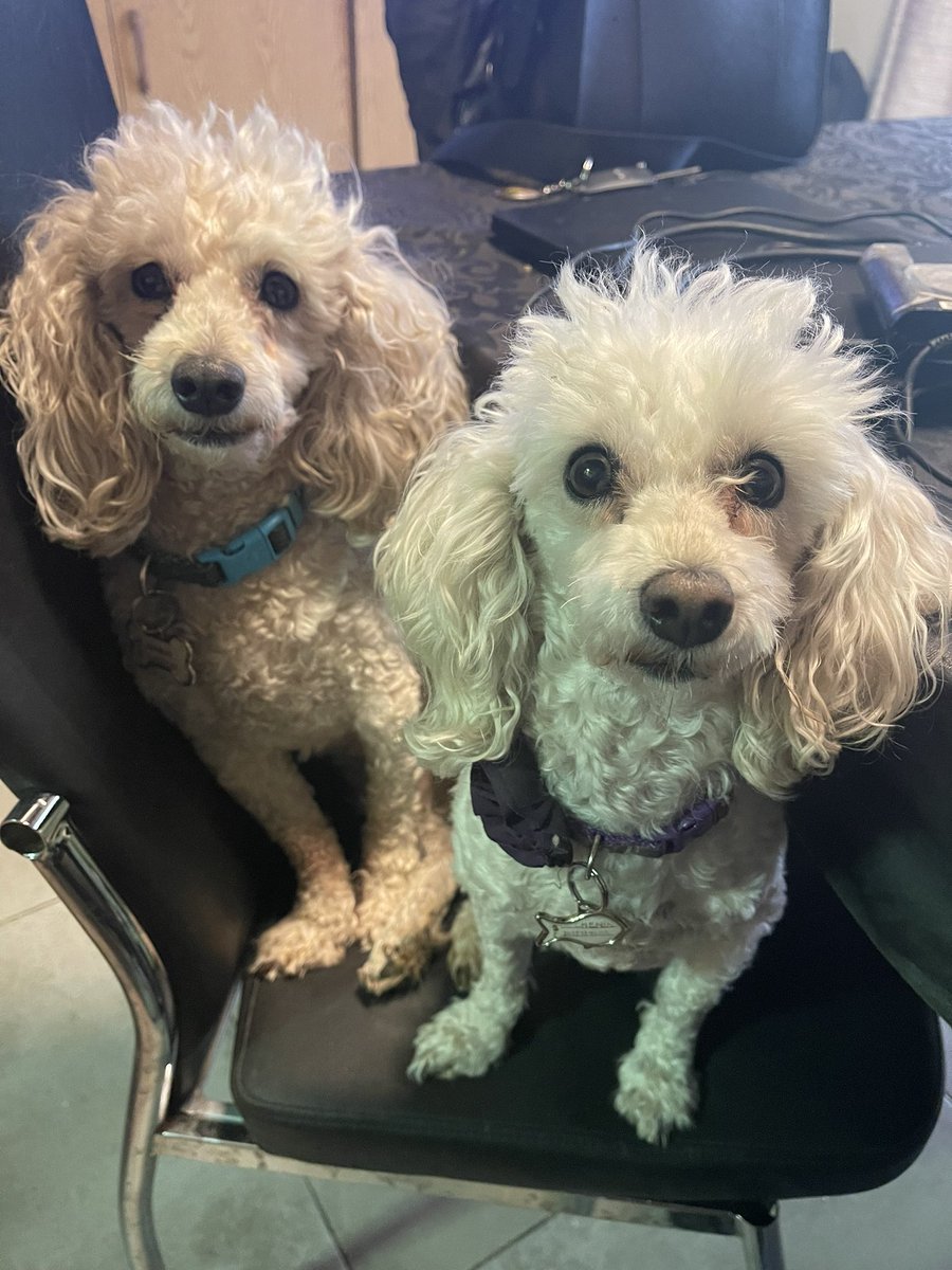 #liberenacoco Senasa q podridos son!! Vienen huyendo de la guerra!! Vacúnalo y déjalo salir!!