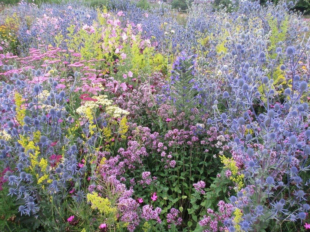 nymphaeria's tweet image. flowers for someone you love.