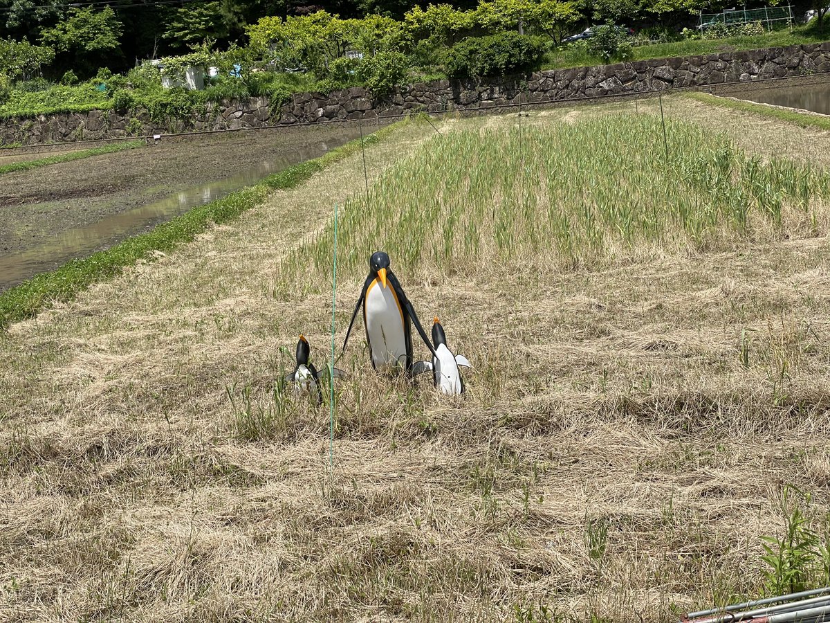 hiro_rider_'s tweet photo. この前寺家ふるさと村まで行ってきましたー！
横浜にもこんな��舎があるんやなぁ。自然豊かでいい感じ。
#TREK #TREKBIKES #Domane #ロードバイク #寺家ふるさと村 https://t.co/AUFgzmyKHR