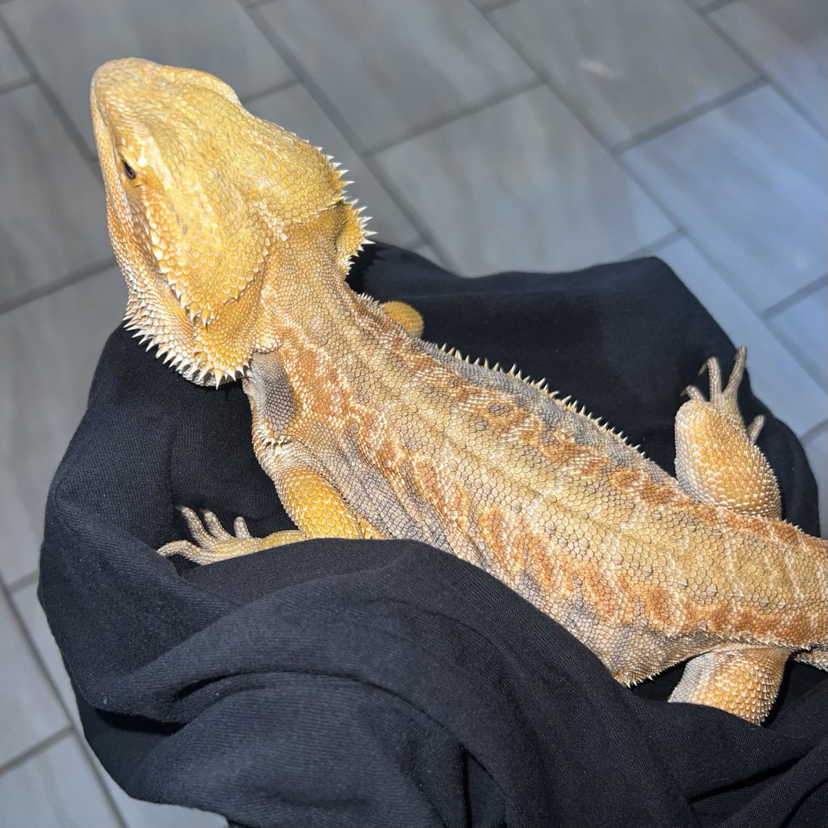 ManishLife_Ty's tweet photo. Fresh out the bath! #ZestFullyClean 🛁🐉 https://t.co/ZVpAw1wxvr