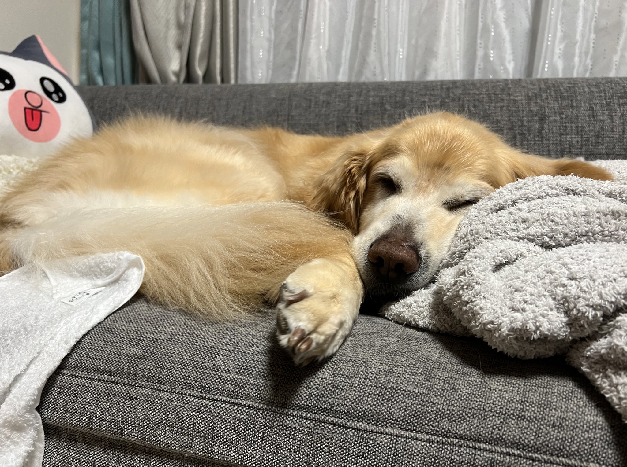 まめきちまめこ キャッチって番組に名古屋在住のゴールデンレトリバー 11歳のこまちって犬が出てたらしいがうちのこまちじゃないよ 年齢 性別 所在 名前まで全て一致してるの奇跡感じた T Co Im814y10pj Twitter