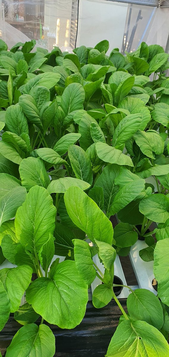 eg_nrs's tweet photo. 1 tahun belajar hydroponic secara otodidak skrg saat tuai hasilnya 

Sy encourage teman2 untuk bercocok tanam pangan buat konsumsi sendiri dan bisa dijual un nambah penghasilan 

Sesuatu yg baik hasilnya pasti bermanfaat https://t.co/p6k4Ga5Ave