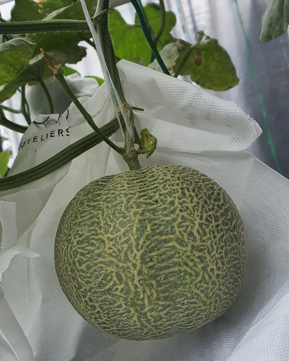 eg_nrs's tweet photo. 1 tahun belajar hydroponic secara otodidak skrg saat tuai hasilnya 

Sy encourage teman2 untuk bercocok tanam pangan buat konsumsi sendiri dan bisa dijual un nambah penghasilan 

Sesuatu yg baik hasilnya pasti bermanfaat https://t.co/p6k4Ga5Ave