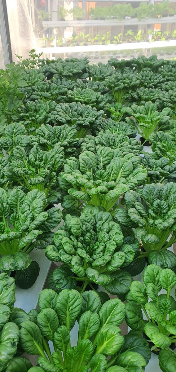 eg_nrs's tweet photo. 1 tahun belajar hydroponic secara otodidak skrg saat tuai hasilnya 

Sy encourage teman2 untuk bercocok tanam pangan buat konsumsi sendiri dan bisa dijual un nambah penghasilan 

Sesuatu yg baik hasilnya pasti bermanfaat https://t.co/p6k4Ga5Ave