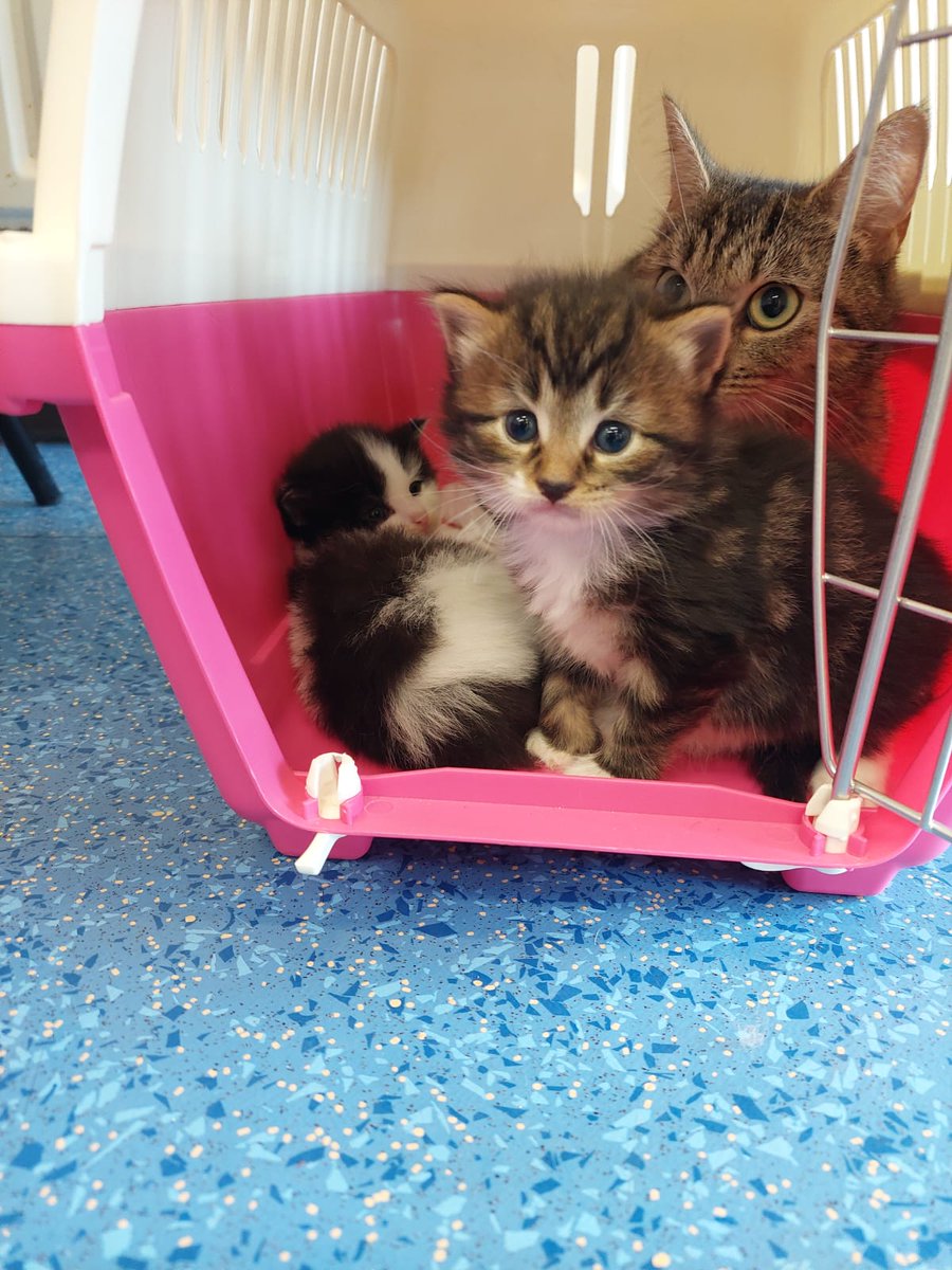 VillageVets ChFord tweet media