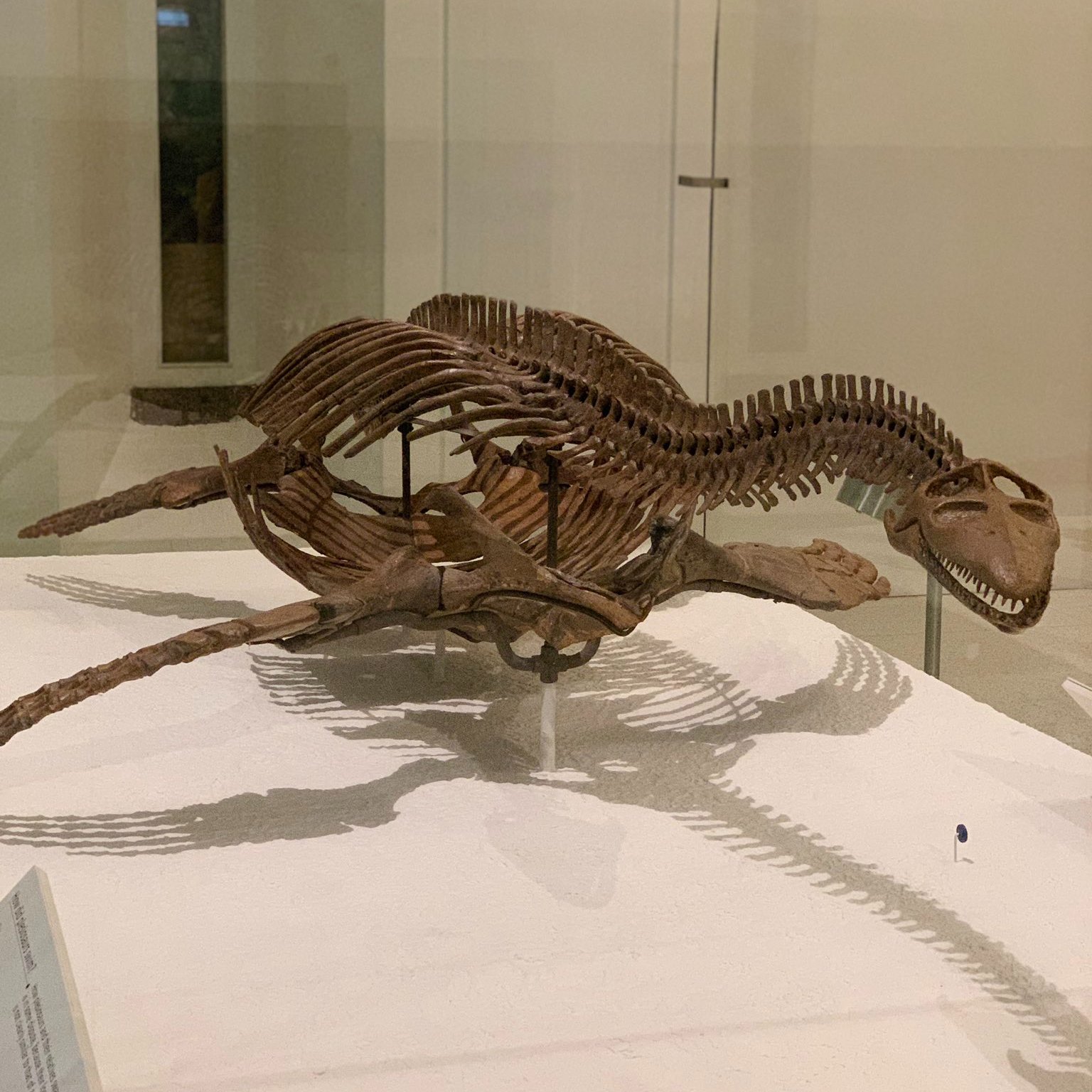 Could Modern Crocs Evolve To Resemble Ancient Marine Reptiles? - 8ogbo4b
