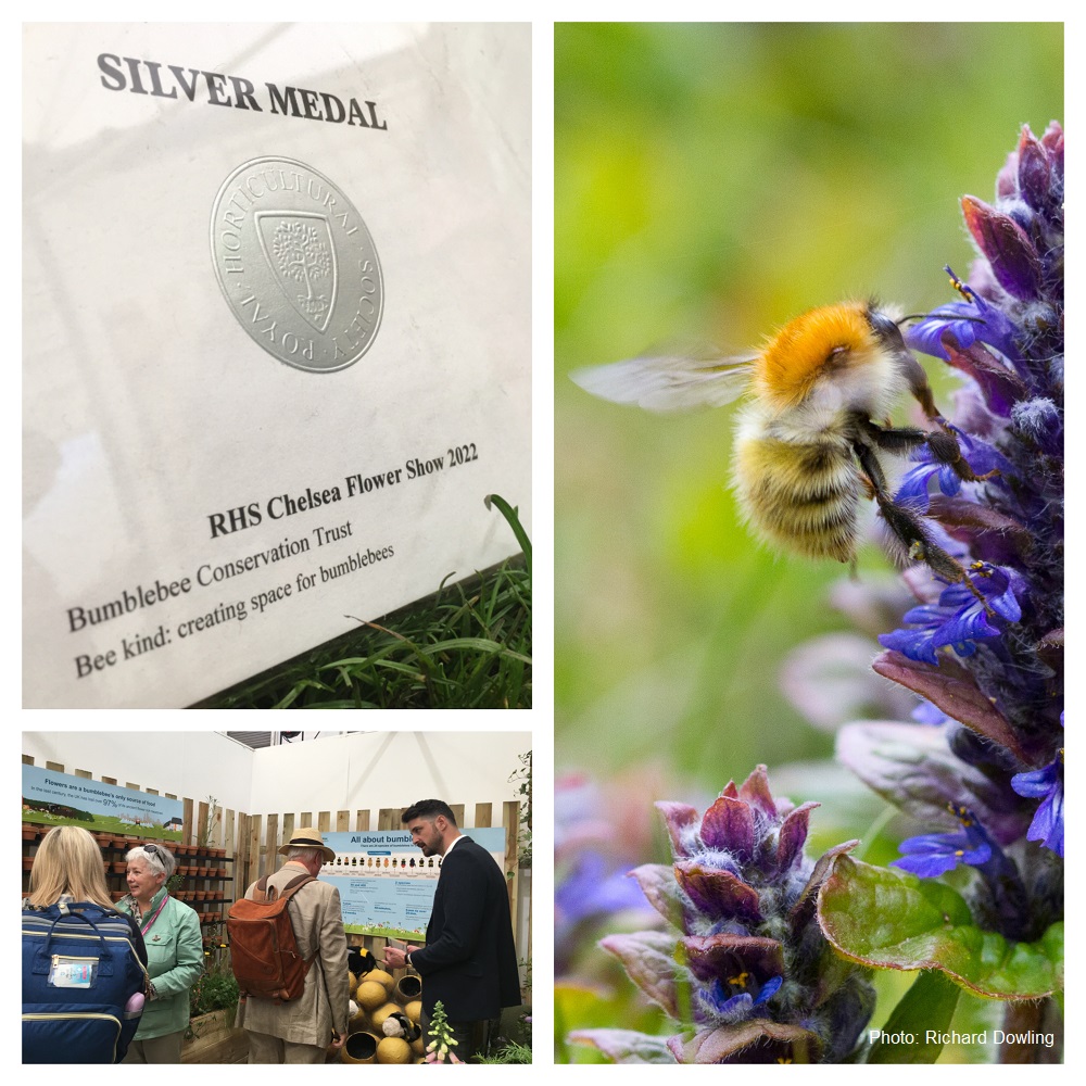 Bumblebee Conservation Trust tweet media