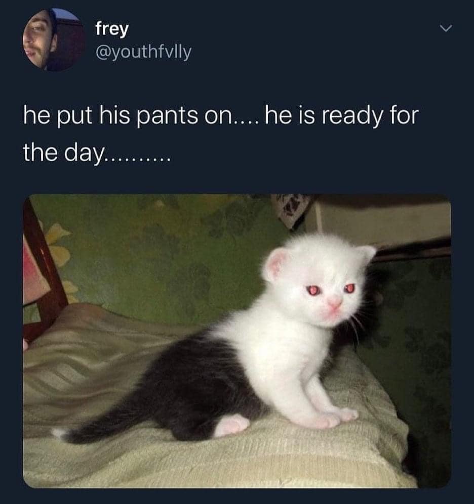 What would his name be…? 🤣

#CatsOfTwitter #ThursdayFunny