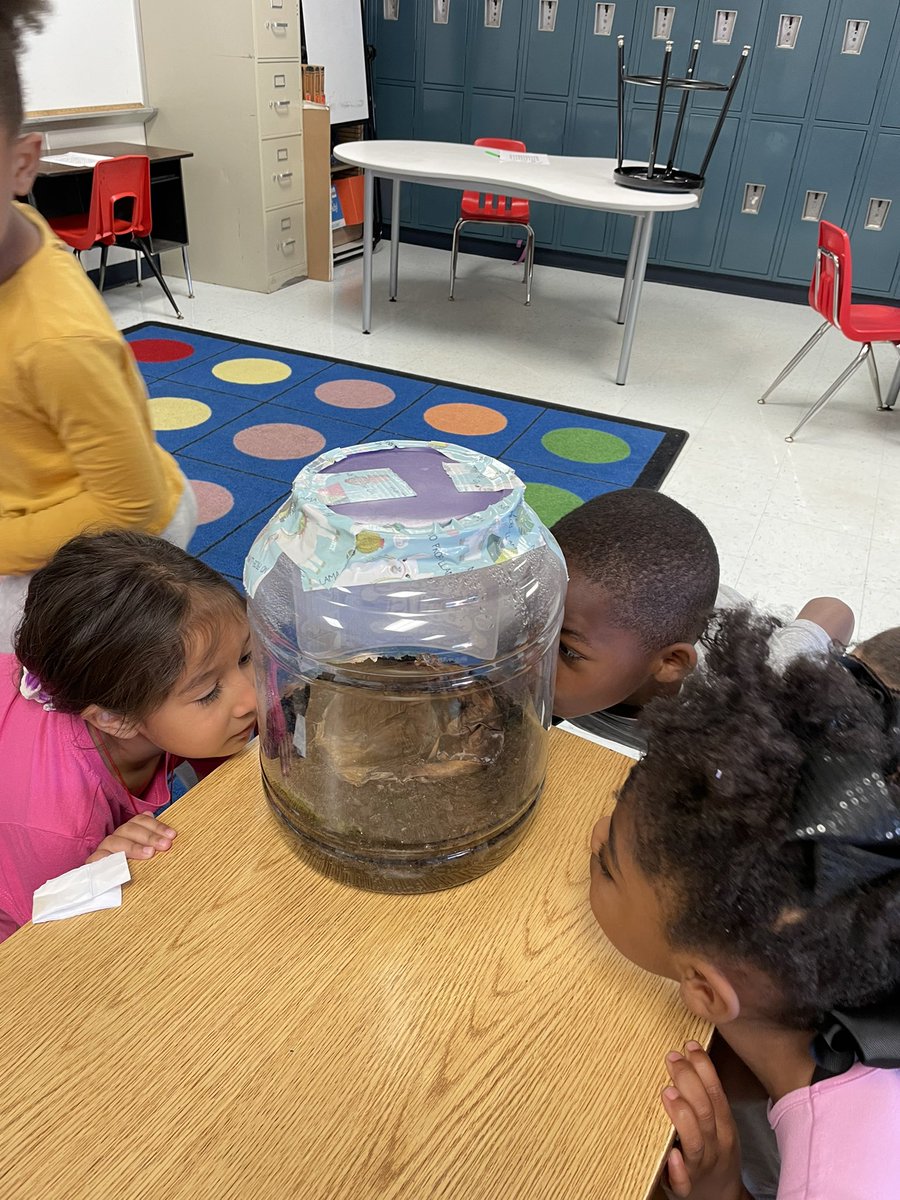 CathyNielson3's tweet photo. We made our final observations of Pumpkin Jack today and laid him to rest! What a fun experiment! “He’s deflated” “There’s green stuff!” @haynes_nwa #lastdayofschool #iamwfisd https://t.co/0Dg0NMd0dO