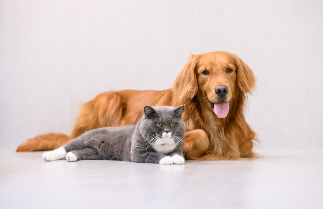 caesgatos's tweet photo. Soft Care anuncia novos produtos para rotina de skin care de cães e gatos. Skin Balance Mousse e novo formato do K-Treat Sérum Reestruturador são algumas das novidades🐱🐶🧴https://t.co/NnEYPzsj8y #cãesegatos #SoftCare #SkinBalance #skincare #sérum #pele #pelagem #Anclivepa #pets https://t.co/RVDuye51Ll