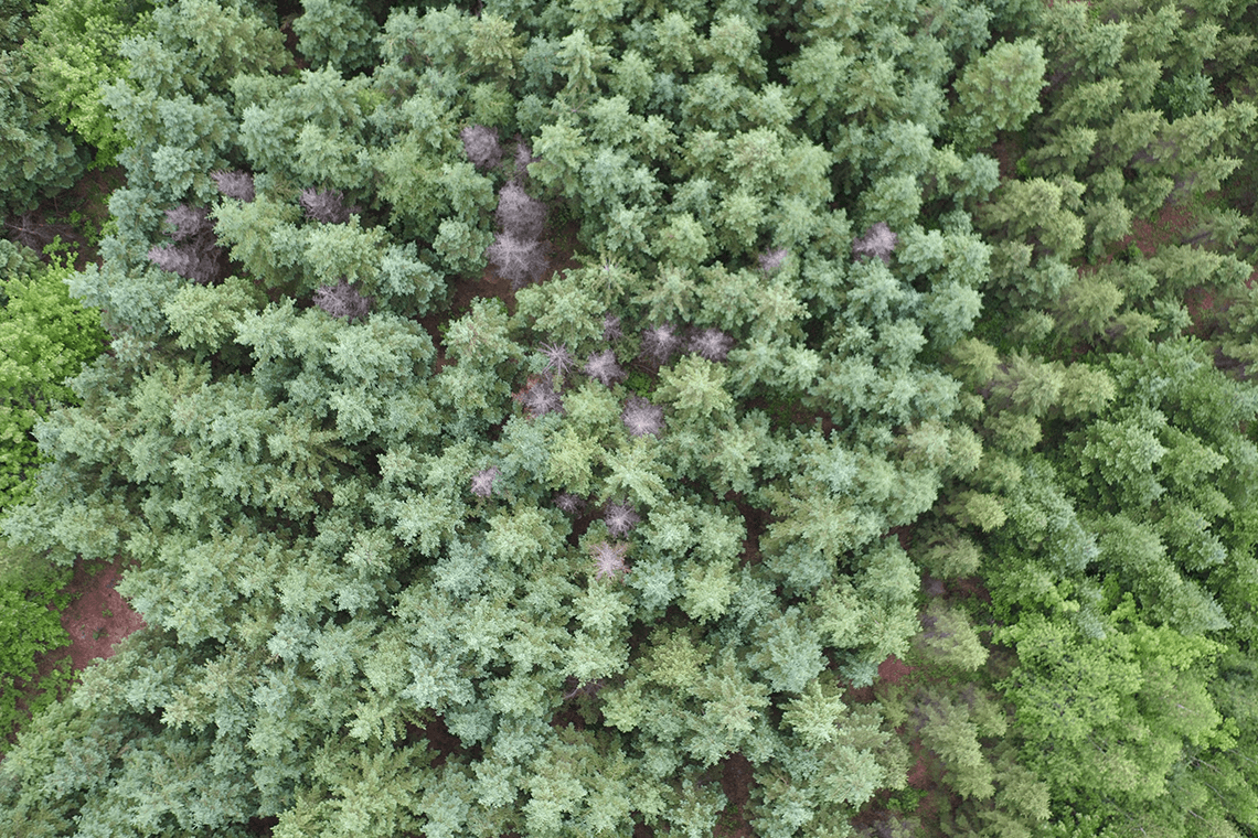 UofT's tweet photo. Drone-based technology from @UTM remotely assesses health of trees impacted by climate change #UofT 🌲 https://t.co/mgyrmCfKd4 https://t.co/j1C9hSInZD