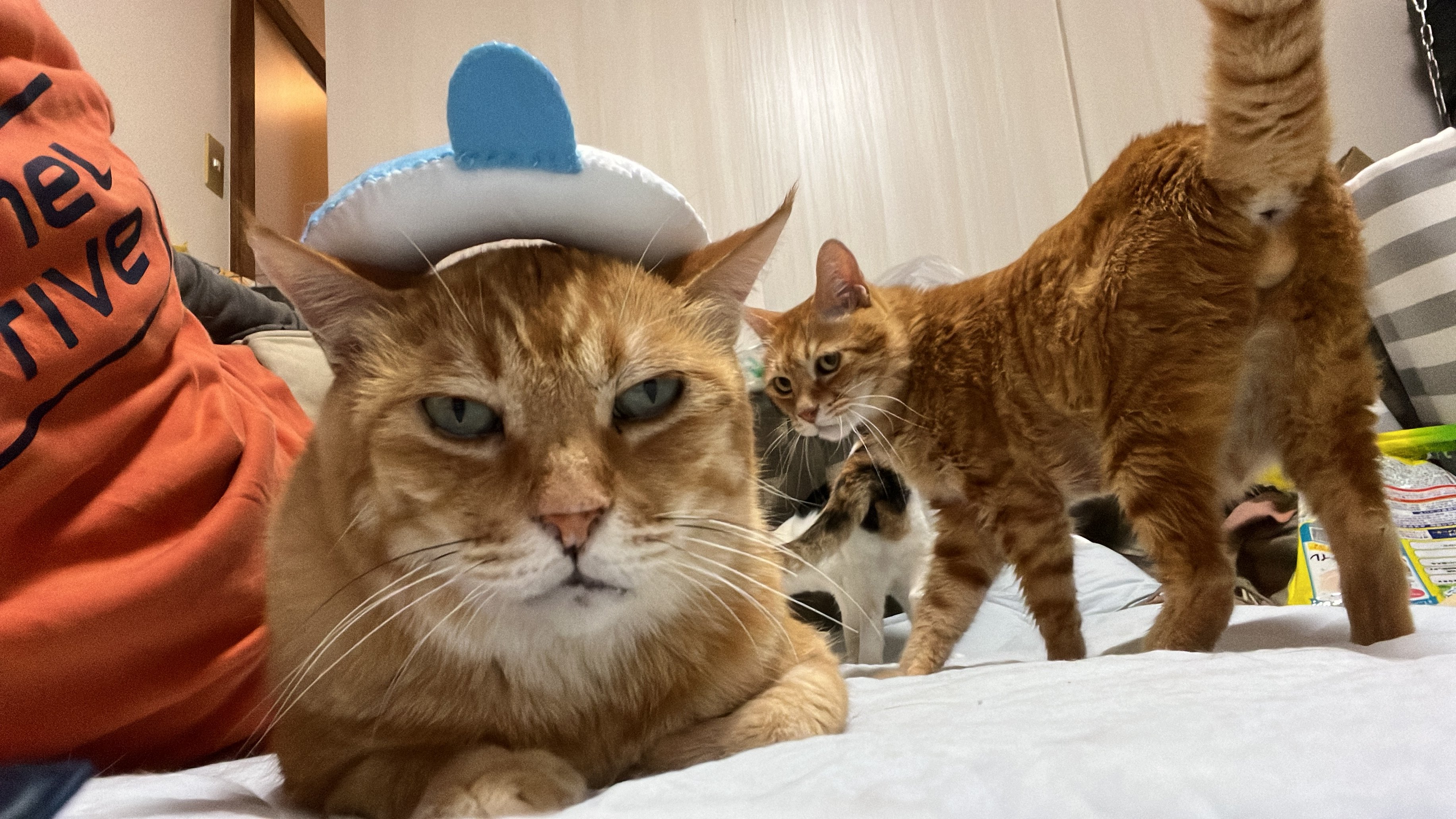 ねこかます 元野良 元ボス猫ながら被り物と首輪も大丈夫だったチャー坊 全く嫌がることなく むしろ甘えられるのでゴキゲンだったチャー坊は 根っこから性格がお茶目なやつでした T Co Noqyzqscon Twitter
