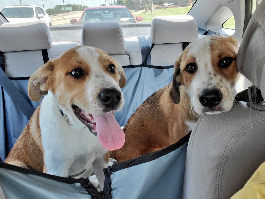 blondestmoose's tweet photo. Hi, enjoy some pics of Tod and Copper to break up the bad feed✌️❤ https://t.co/3LFehuyuAm
