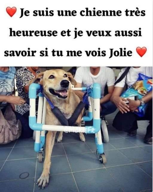 animaux_planete's tweet photo. Je suis une chienne très heureuse et je veux aussi savoir si tu me vois jolie ❤ ? https://t.co/V6LoSJPNHB