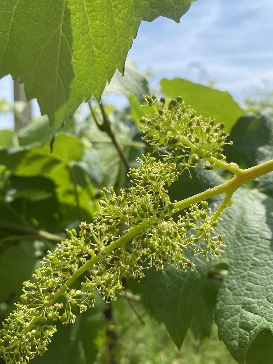 Fioritura del #teroldegorotaliano !

#teroldego #pianarotaliana #trentino <a href="/VisitTrentino/">Visit Trentino</a> <a href="/VinoTrentino/">Vino Trentino</a> <a href="/VinoDolomiti/">VinoDolomiti</a>