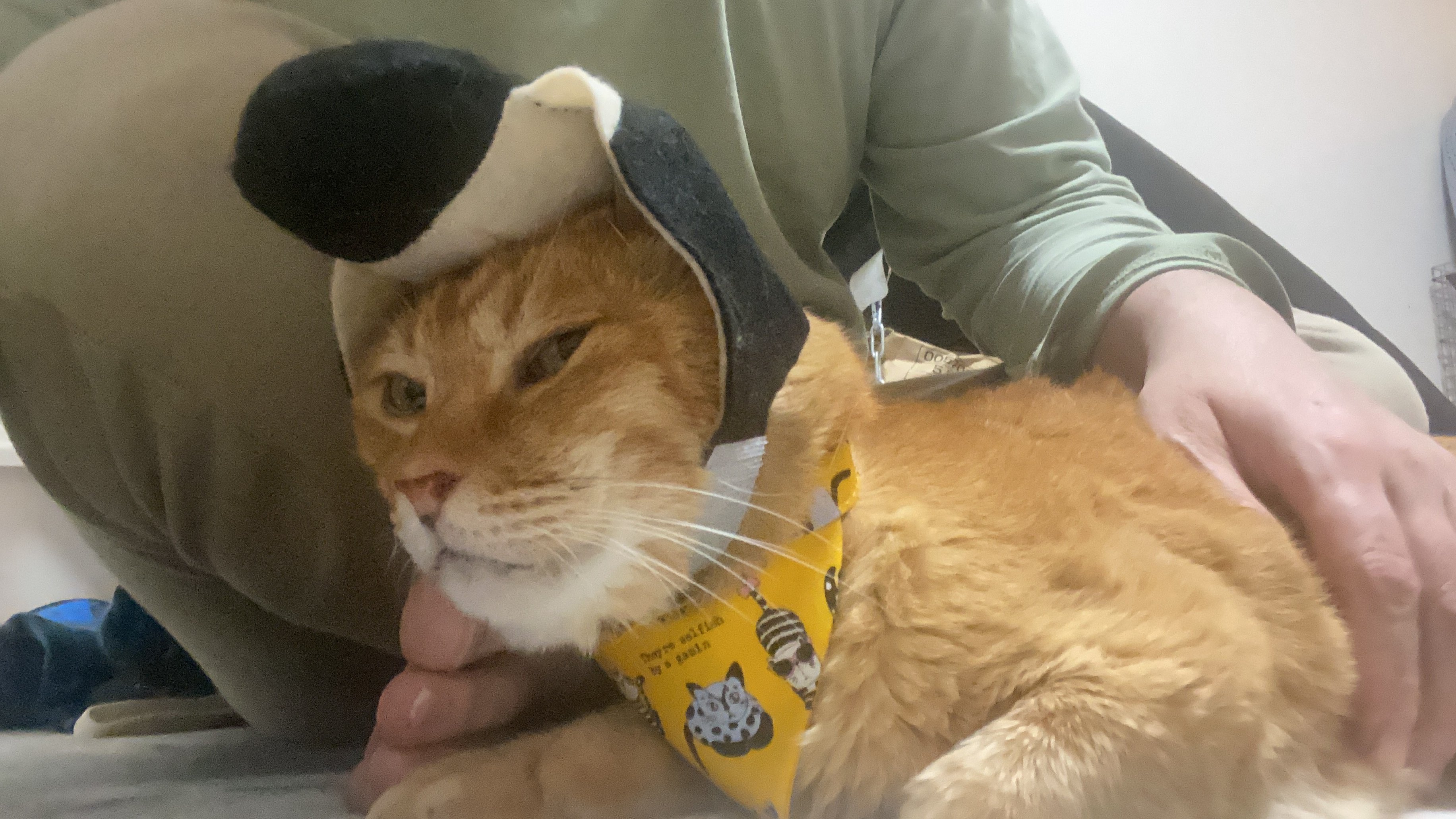 ねこかます 元野良 元ボス猫ながら被り物と首輪も大丈夫だったチャー坊 全く嫌がることなく むしろ甘えられるのでゴキゲンだったチャー坊は 根っこから性格がお茶目なやつでした T Co Noqyzqscon Twitter