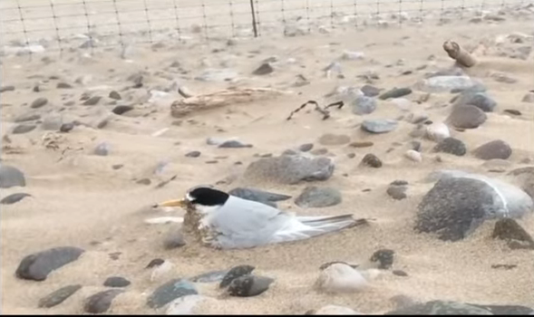 Tough weather at Gronant today. This Little Tern is doing a great job of keeping its eggs warm and protected from the sand blowing along the beach!

This image shows the importance of eliminating disturbance during bad weather as eggs can get quickly chilled and/or buried.