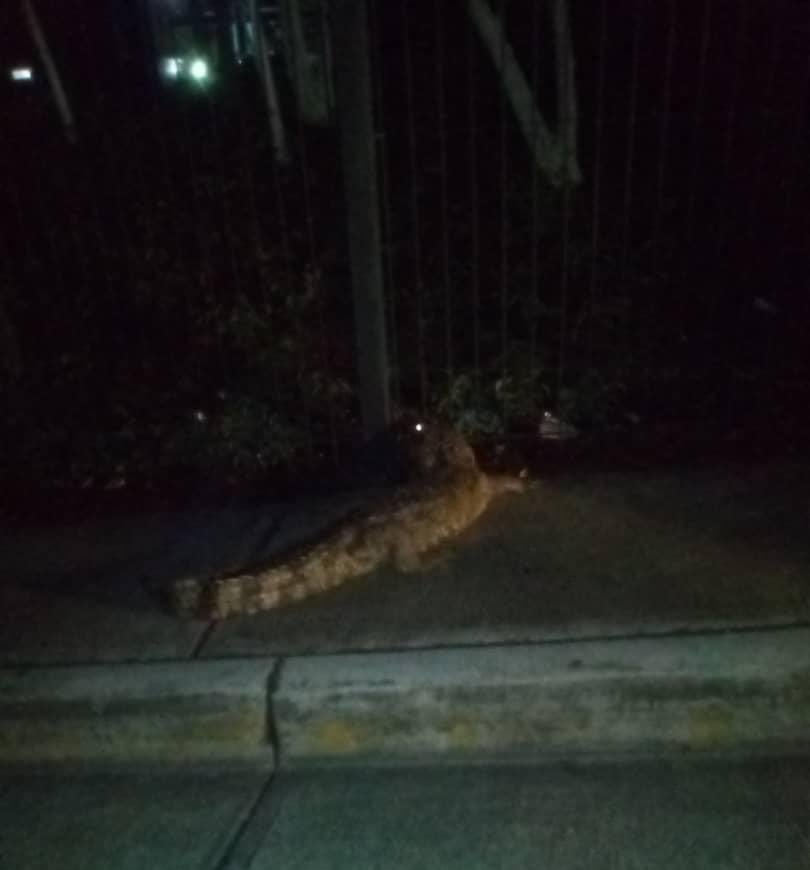 EmilioMateran's tweet photo. Este caimán está en la laguna de Nueva Casarapa #Guarenas ayer causó pánico al salir a zonas comunes https://t.co/MtPnXNqhr6