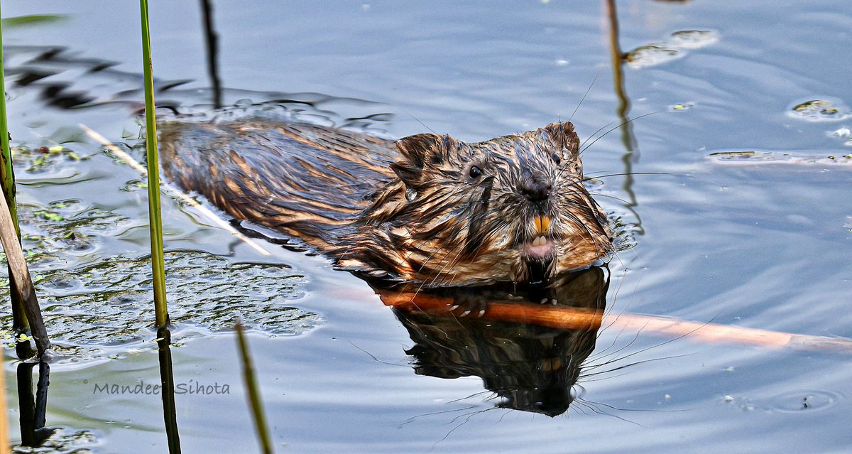 Mandeepsihota's tweet photo. Me after ignoring calls from my dentist 😊 #nature #naturephotography #wildlifephotography #twitternaturecommunity #beever #smile #canon #brampton https://t.co/gCdrqzCfnp