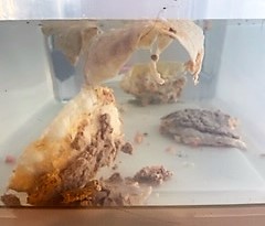 921HankFM's tweet photo. Is this normal? @tacobell #MexicanPizza does not float. #willitfloat w/ KB @KenBucknerShow & @MarleeMcCormick https://t.co/HNMc9IXUUs