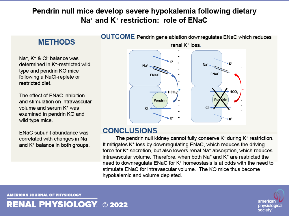 AJPRenal's tweet photo. New #Research- #Pendrin-null mice develop severe hypokalemia following dietary Na+ and K+ restriction: role of ENaC
By: Truyen D. Pham, et al.
https://t.co/G70ZK96bez
#AJPRenal @PAWellingMD @EmoryMedicine @HopkinsMedicine https://t.co/4qybBfAfpD