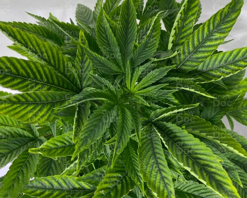 growdocapp's tweet photo. Guess This Nutrient Deficiency!👇 https://t.co/vGuJxLFhaR