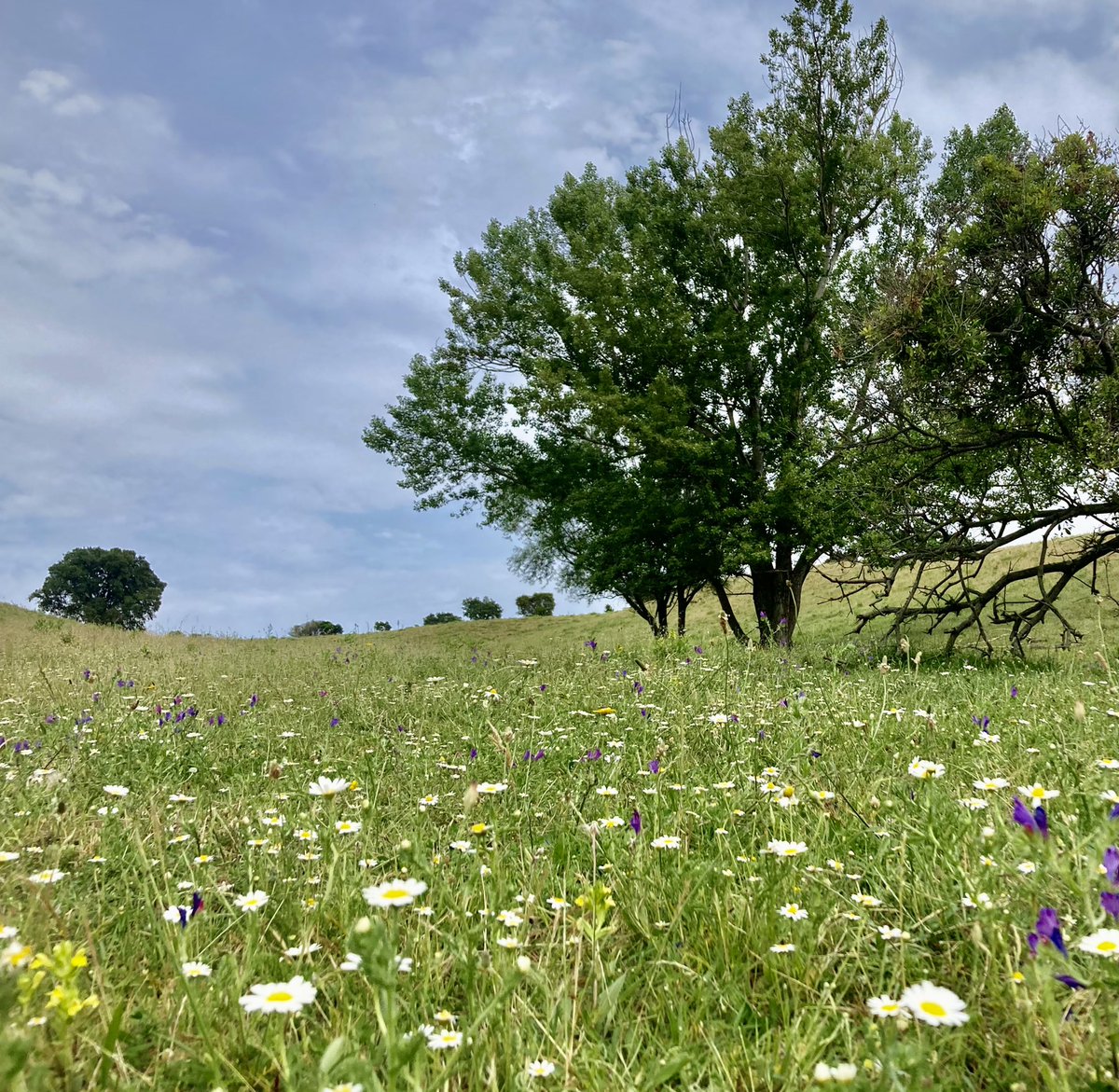 AlbertiniB's tweet image. #Veranu