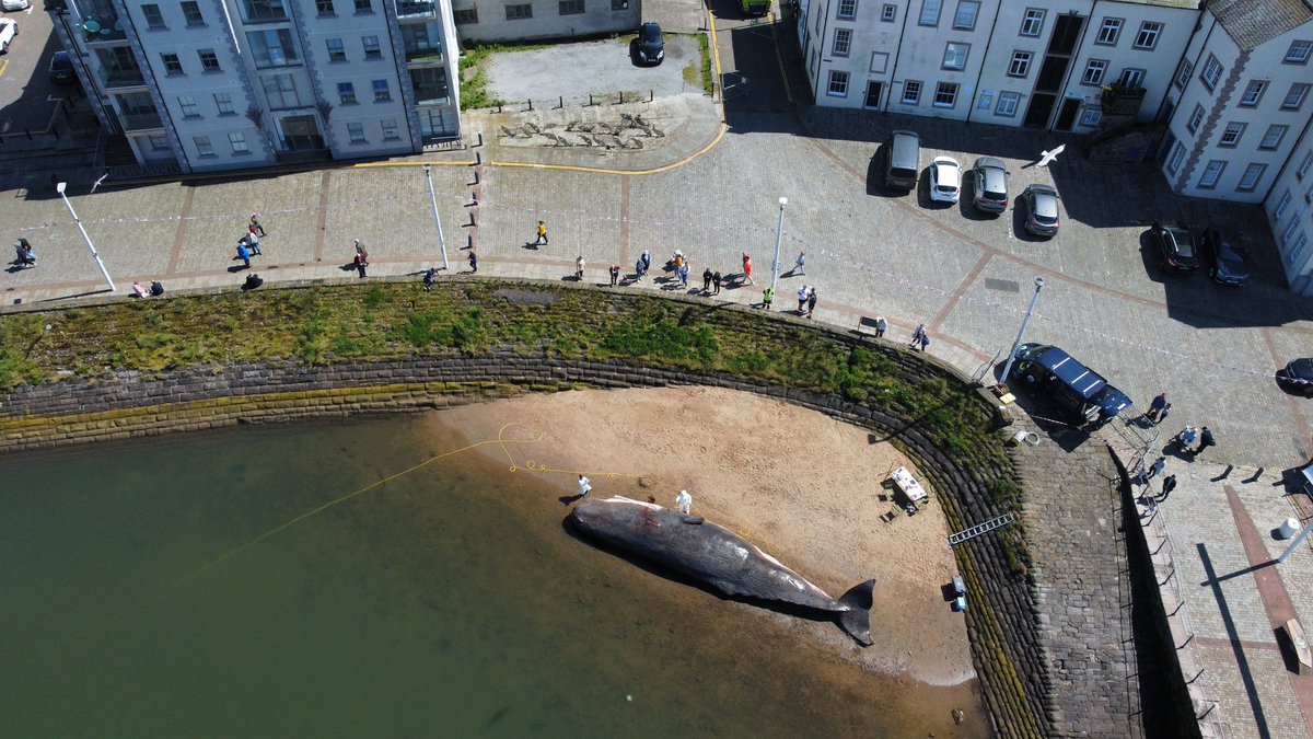 Whale protection group exhibition in Whitehaven harbour <a href="/Whitehaven_App/">Whitehaven App</a> <a href="/WhitehavenNews/">Whitehaven News</a> <a href="/OurWhitehaven/">Our Whitehaven</a> <a href="/WhavenMarina/">Whitehaven Marina</a> <a href="/MrWhitehaven/">What's On Whitehaven</a> <a href="/thecumbriaguide/">The Cumbria Guide</a> <a href="/CumbriaCrack/">Cumbria Crack</a> <a href="/VisitWhitehaven/">Visit-Whitehaven</a> <a href="/CumbriaWeather/">ᴄᴜᴍʙʀɪᴀ ᴡᴇᴀᴛʜᴇʀ</a> <a href="/BBCNEandCumbria/">BBC North East</a>