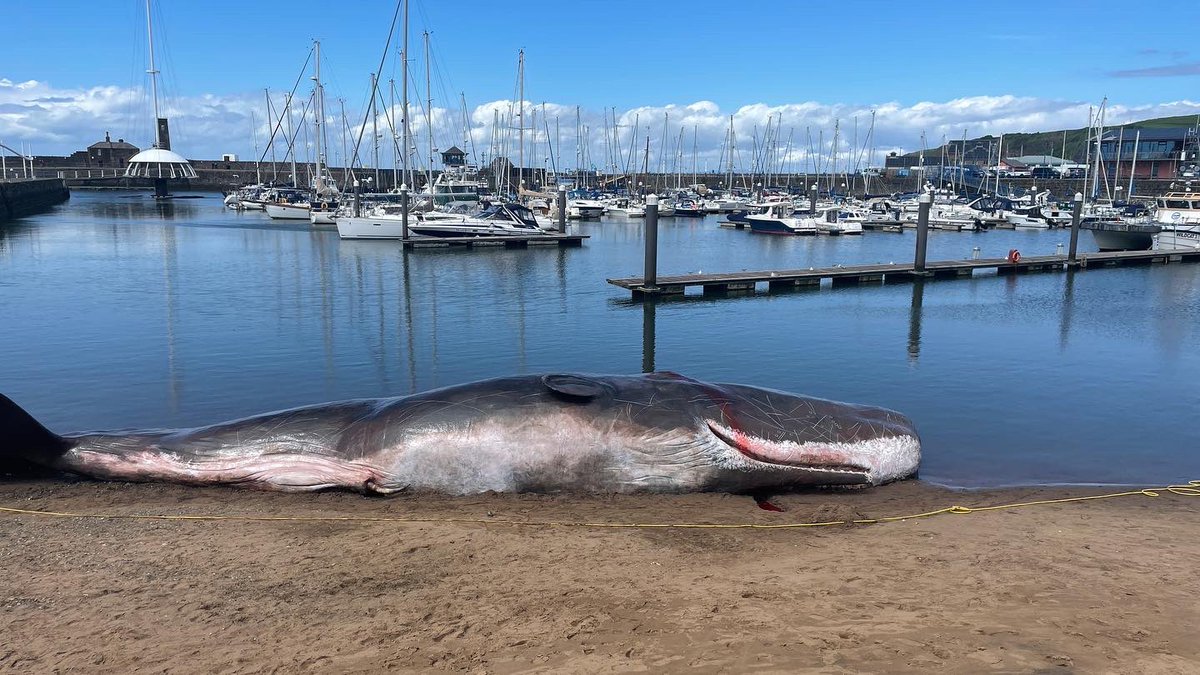 West Lakes Drone Services tweet media