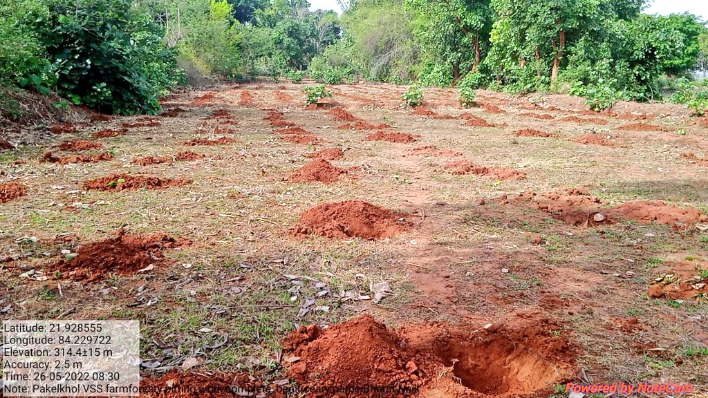 DFOJharsuguda's tweet photo. On going #FarmForestry pitting under #OFSDP_II.The objective to promote #livelihood of beneficiaries and increasing #GreenCover outside #Forest area.
#TreeOutsideForest 
#GreenIndiaChallenge 
@ForestDeptt https://t.co/D8hEc4oX9V