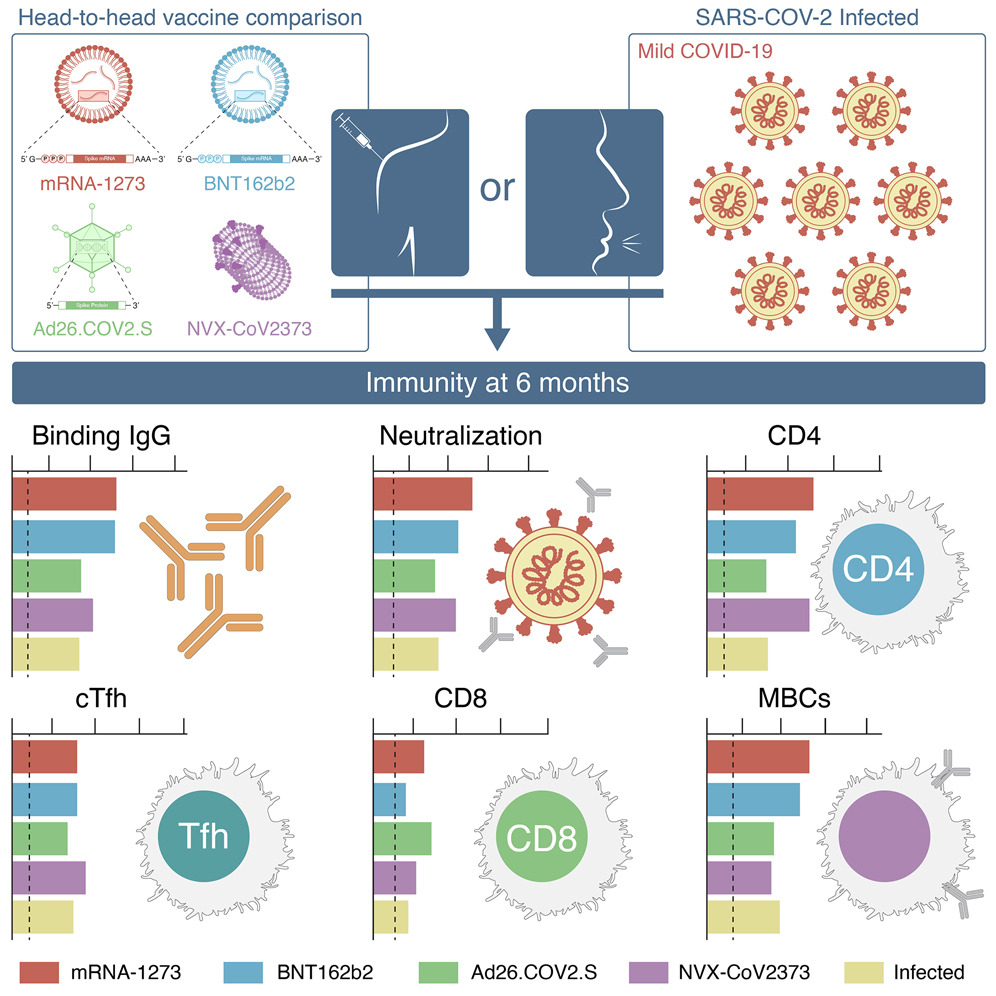 Head-to-head comparison of immune response, both antibody and cellular, for 4 vaccines: Moderna, Pfizer, Novavax and J&J cell.com/cell/fulltext/… @CellCellPress @profshanecrotty @ljiresearch @zhang_zeli @jmateust @camilahcoelho @SetteLab