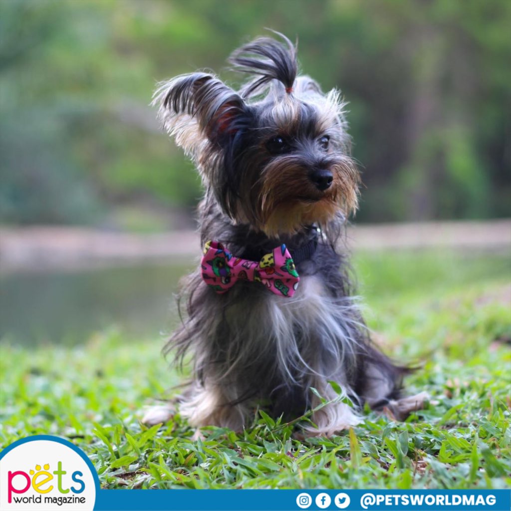 PetsWorldMag's tweet photo. Feliz jueves ☀️
#PetsWorldMagazine #RevistaDeMascotas #Mascotas #PetsMagazine #PetLover https://t.co/yxYEW2Hhr1