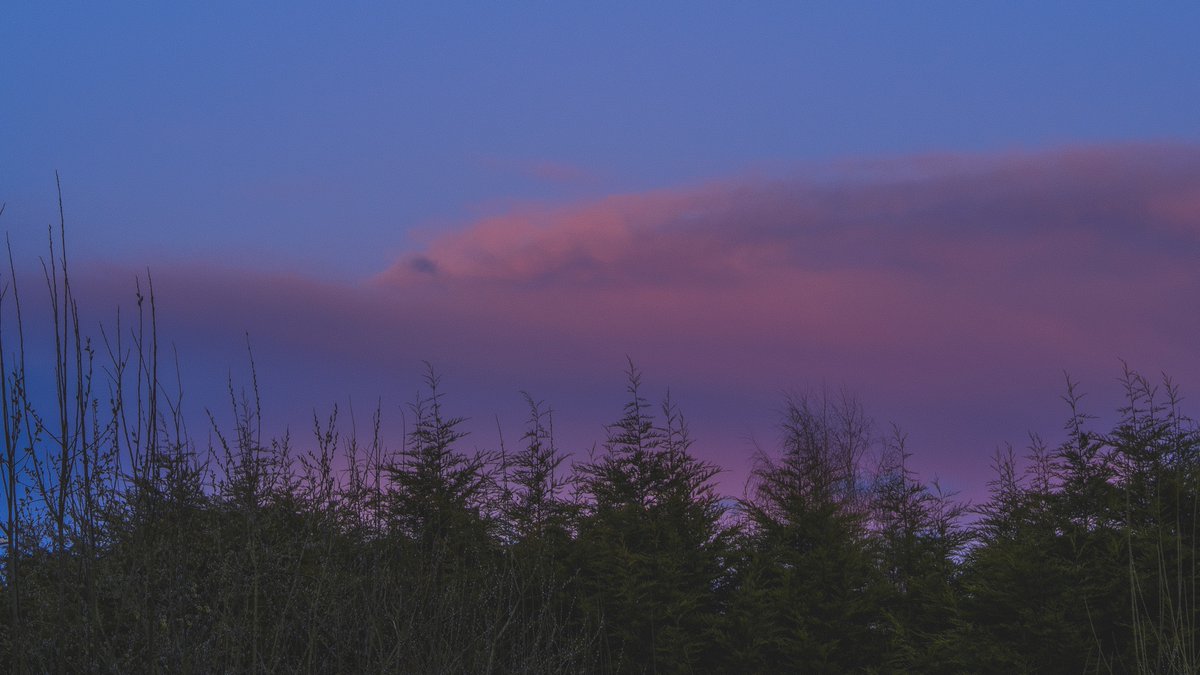 tracedinlight's tweet image. pastel memories