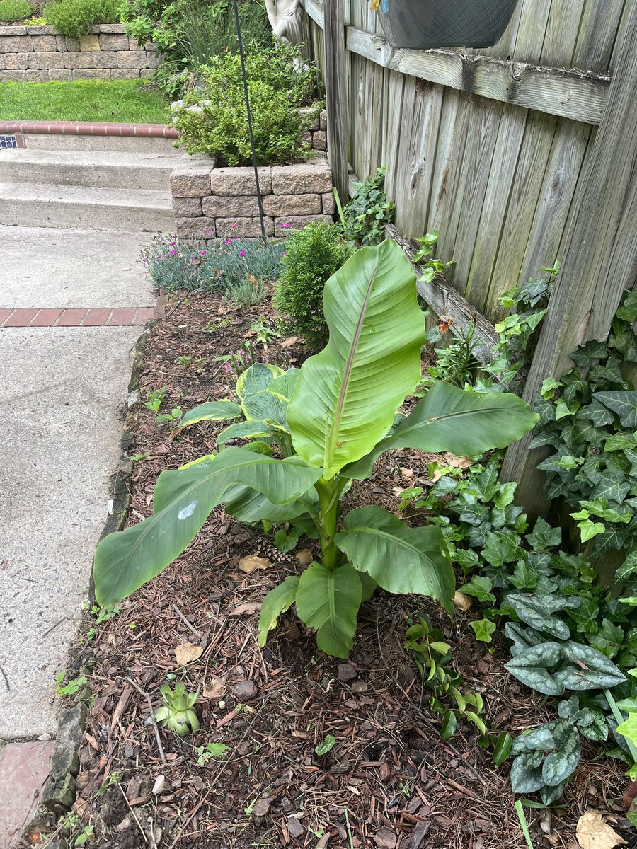 DidoS4300's tweet photo. My #bananatree had grown a foot since I planted it earlier this month! #hardybanana #musabasjoo #zone7b https://t.co/NSrVjEdCmJ