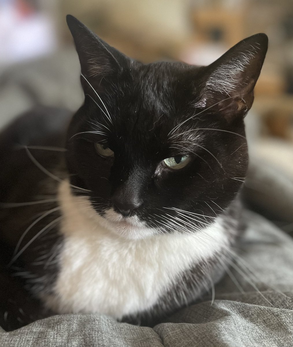 Been feeling sick the past days, vet today said I check out fine but I still don’t feel well - Malloy

(Can you send Malloy some well wishes? - Malloy’s Daddy)

#CatsOnTwitter #CatsOfTwitter #Cats #tuxiecats #FeelingSick