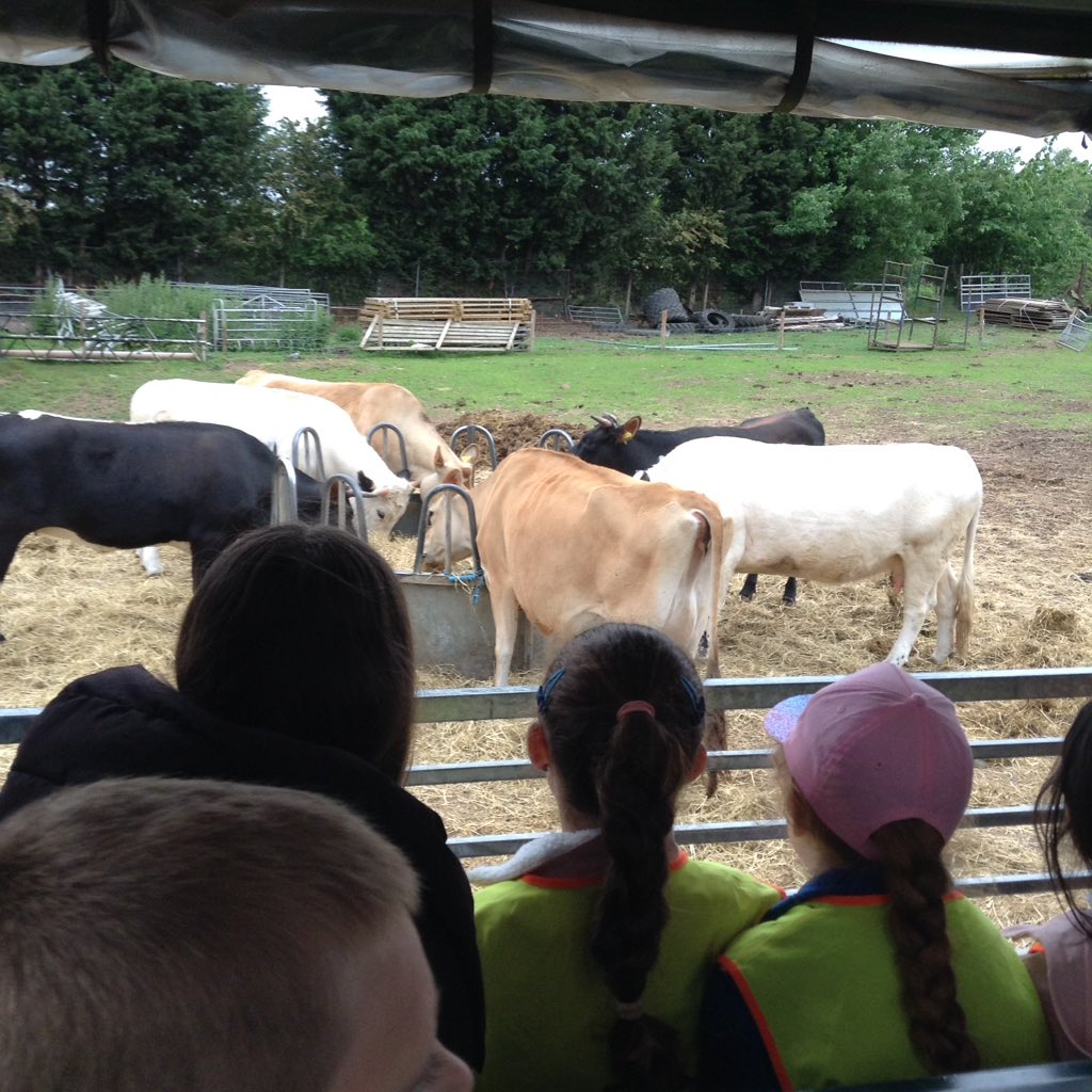 latimerprimary's tweet photo. After the birds of prey #ClassEH went around the farm on a tractor ride. We loved seeing the pigs and cows. We even saw some fallow deer. #2EH #WhitePostFarm #deer #pigs https://t.co/L1ZeAgKHNp