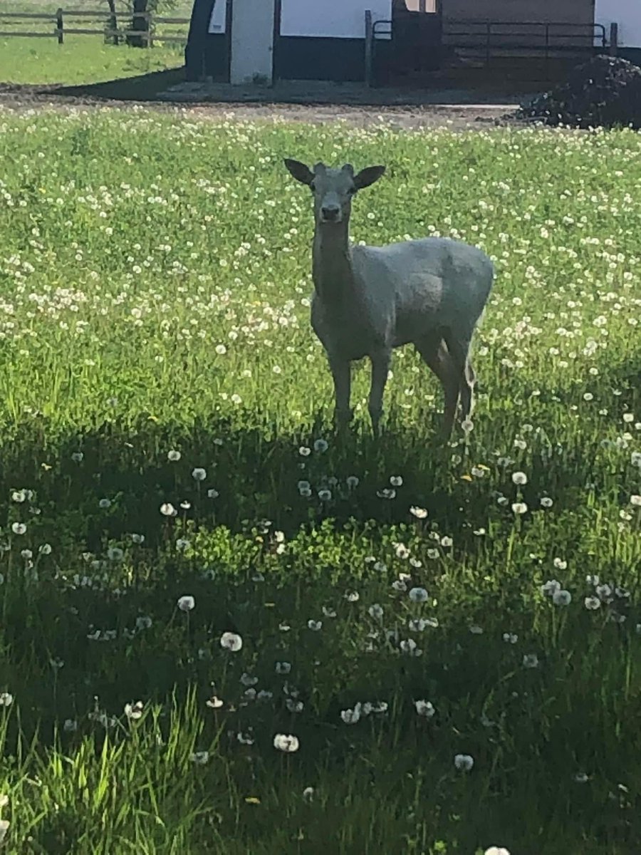 MarthaKellyLive's tweet photo. @maddyeisenberg @CFRAOttawa Antlers have fallen off! 
(Not my pictures) https://t.co/T8qzBskZrS