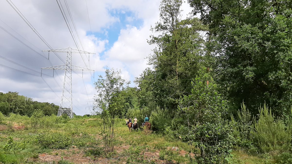 inja5248's tweet photo. vanochtend gewandeld door 't #Sweeltje en 't #Sweeltjesbos #Montfort @Limb_Landschap 💚 https://t.co/jJNNACxFlp