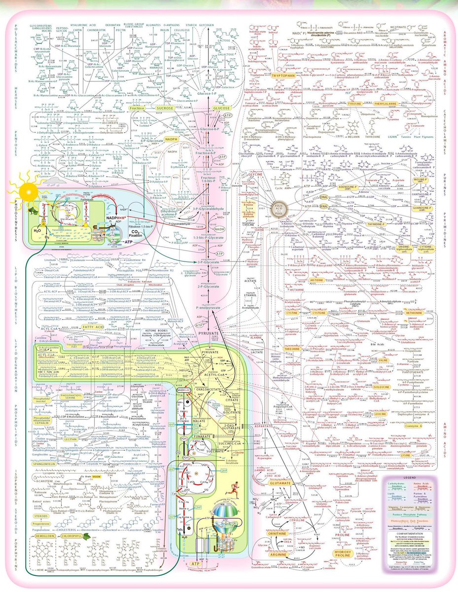 Tous les processus biochimiques de la vie en une image.